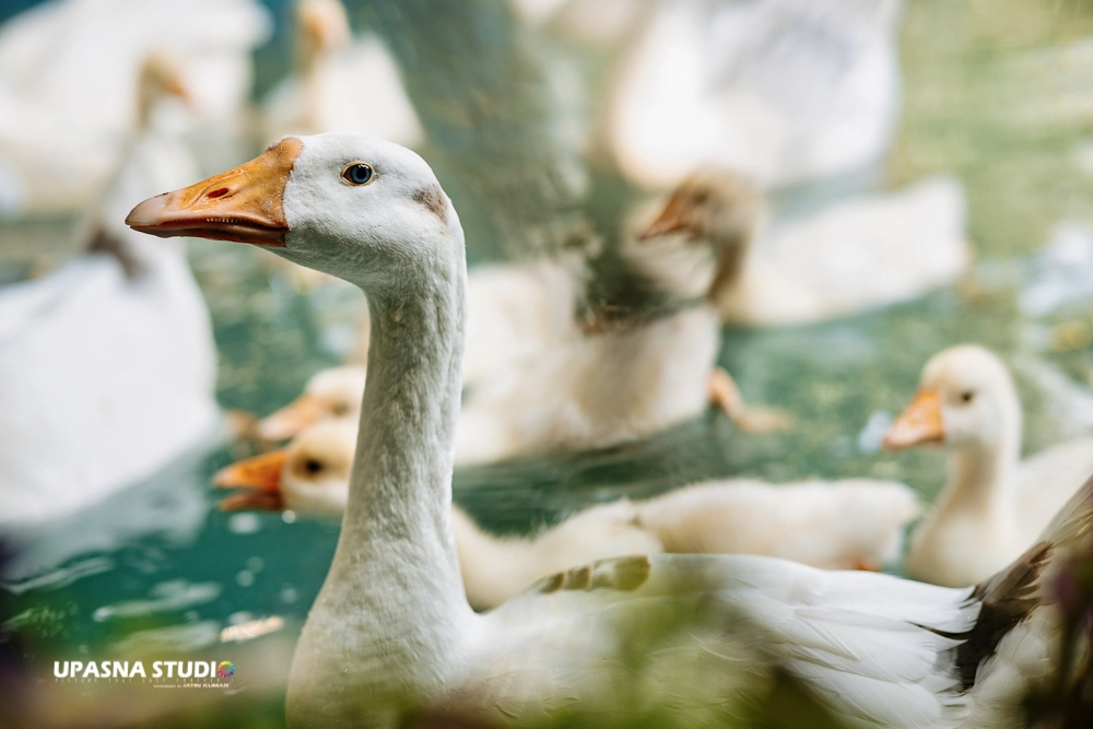 Best wedding Photographer in Ghaziabad Upasna Studio Photography